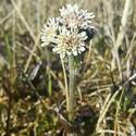 white flower in a field